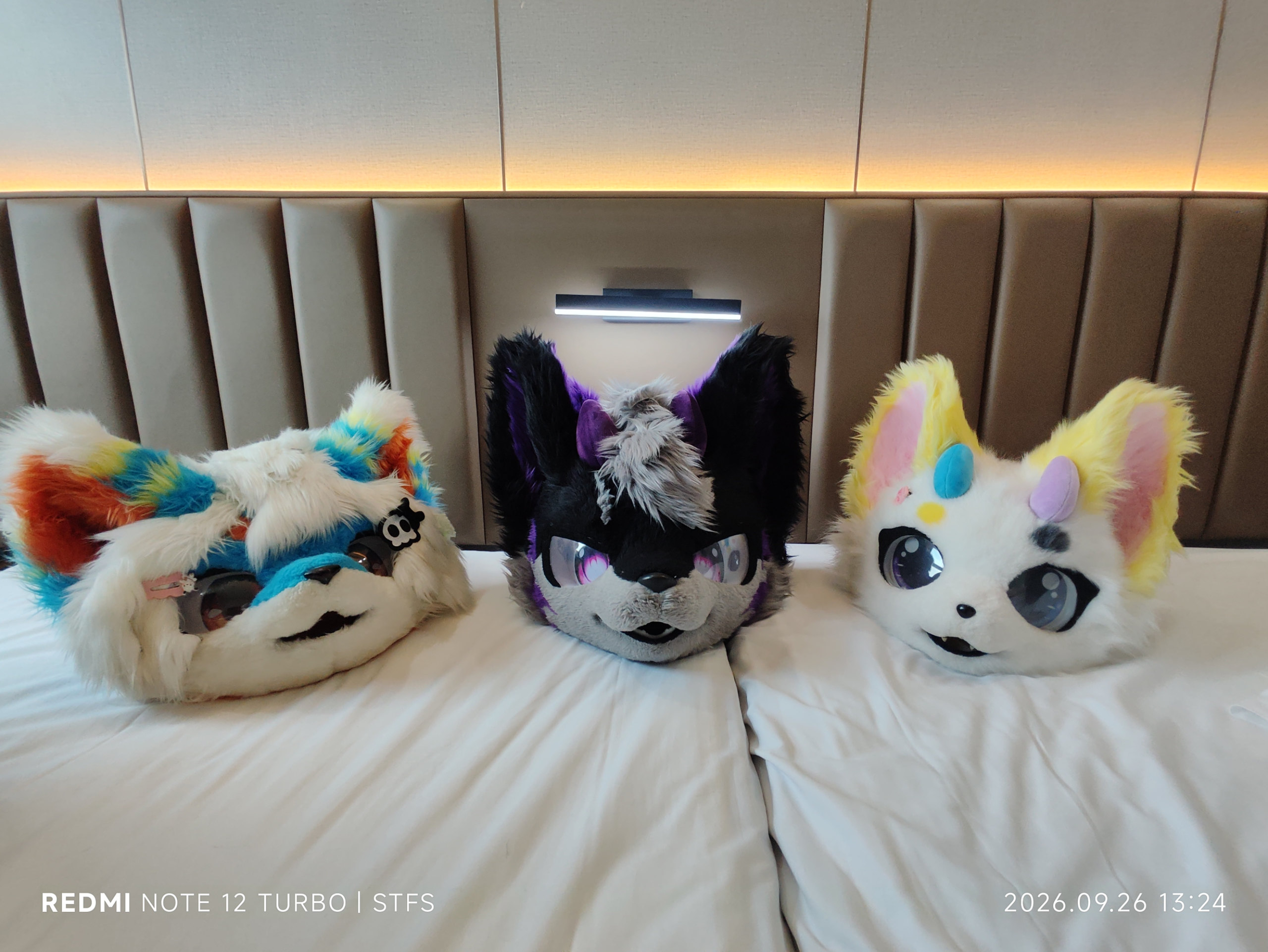 今日小聚-Furry百科