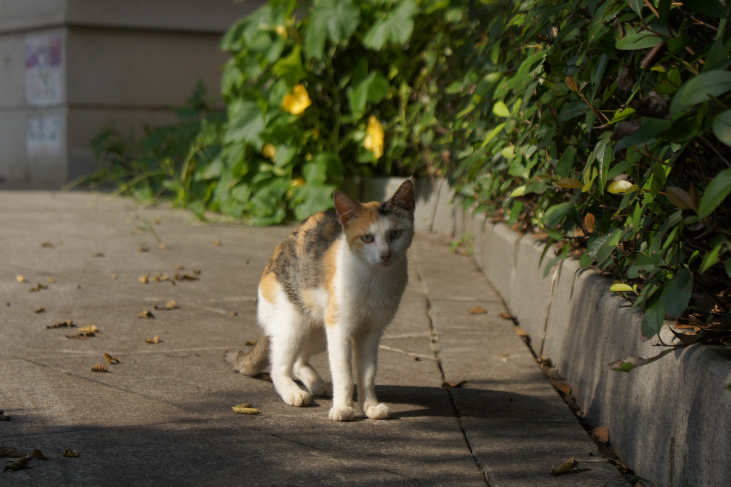 老家的猫咪🐱-Furry百科