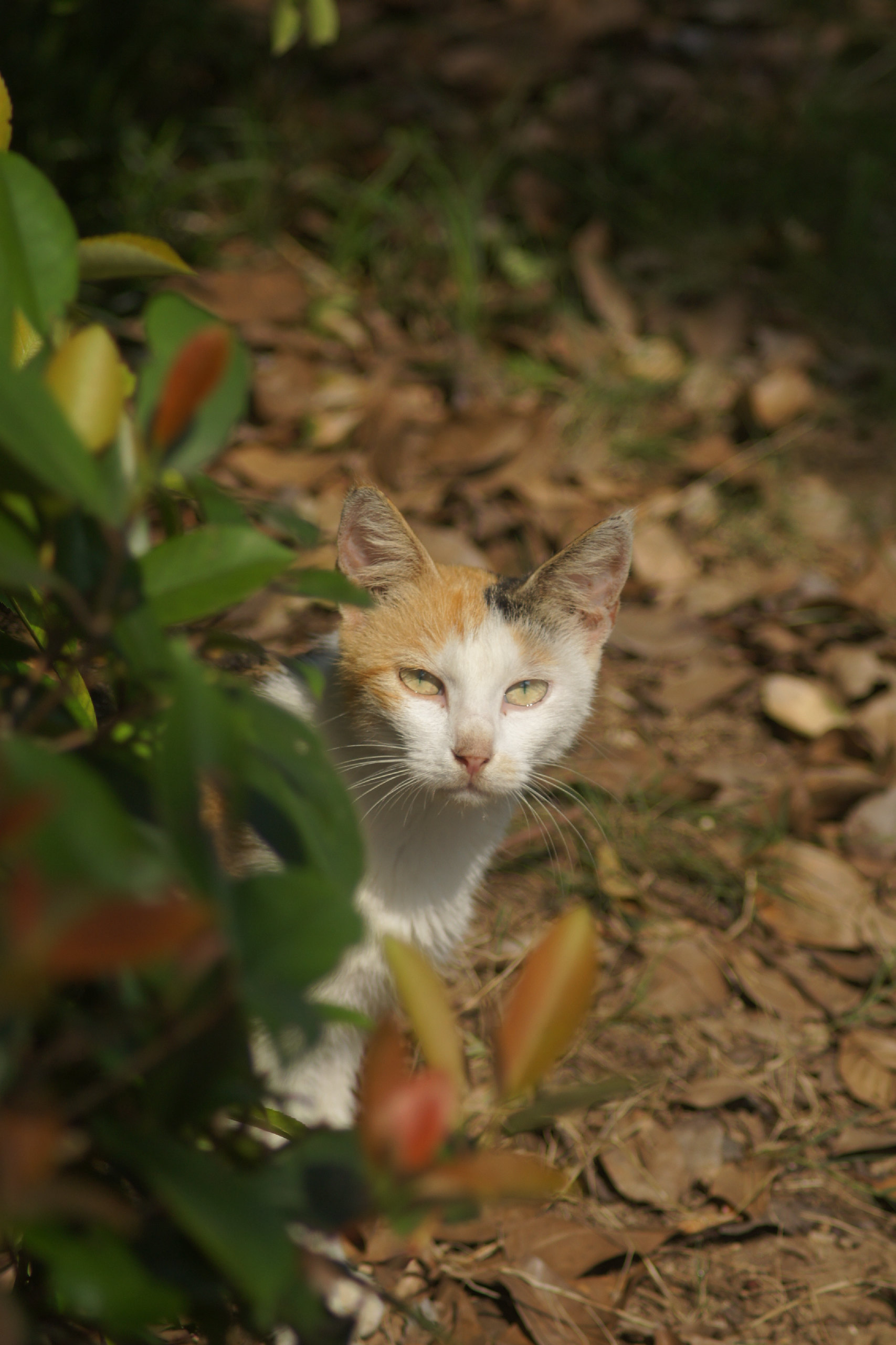 老家的猫咪🐱-Furry百科