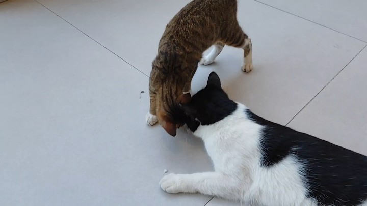 小猫贴贴～