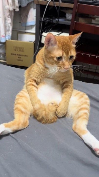 猫咪可爱捏~~