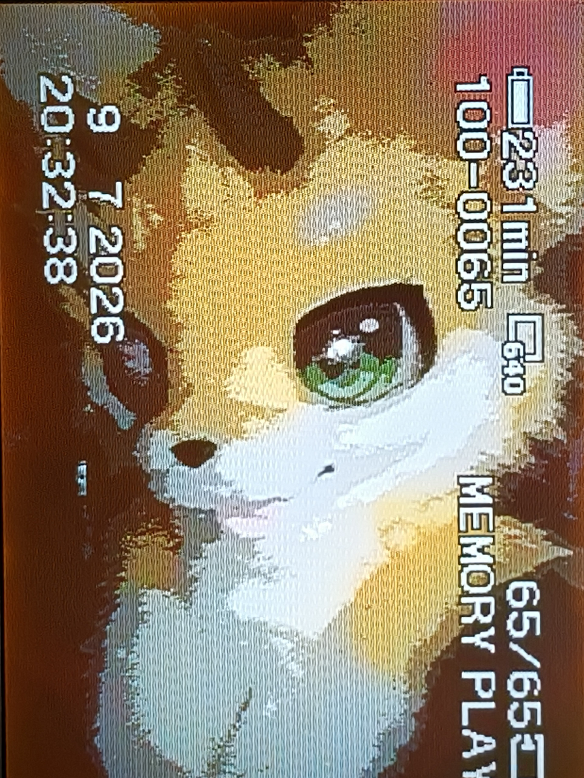 一些复古的拍摄-Furry百科