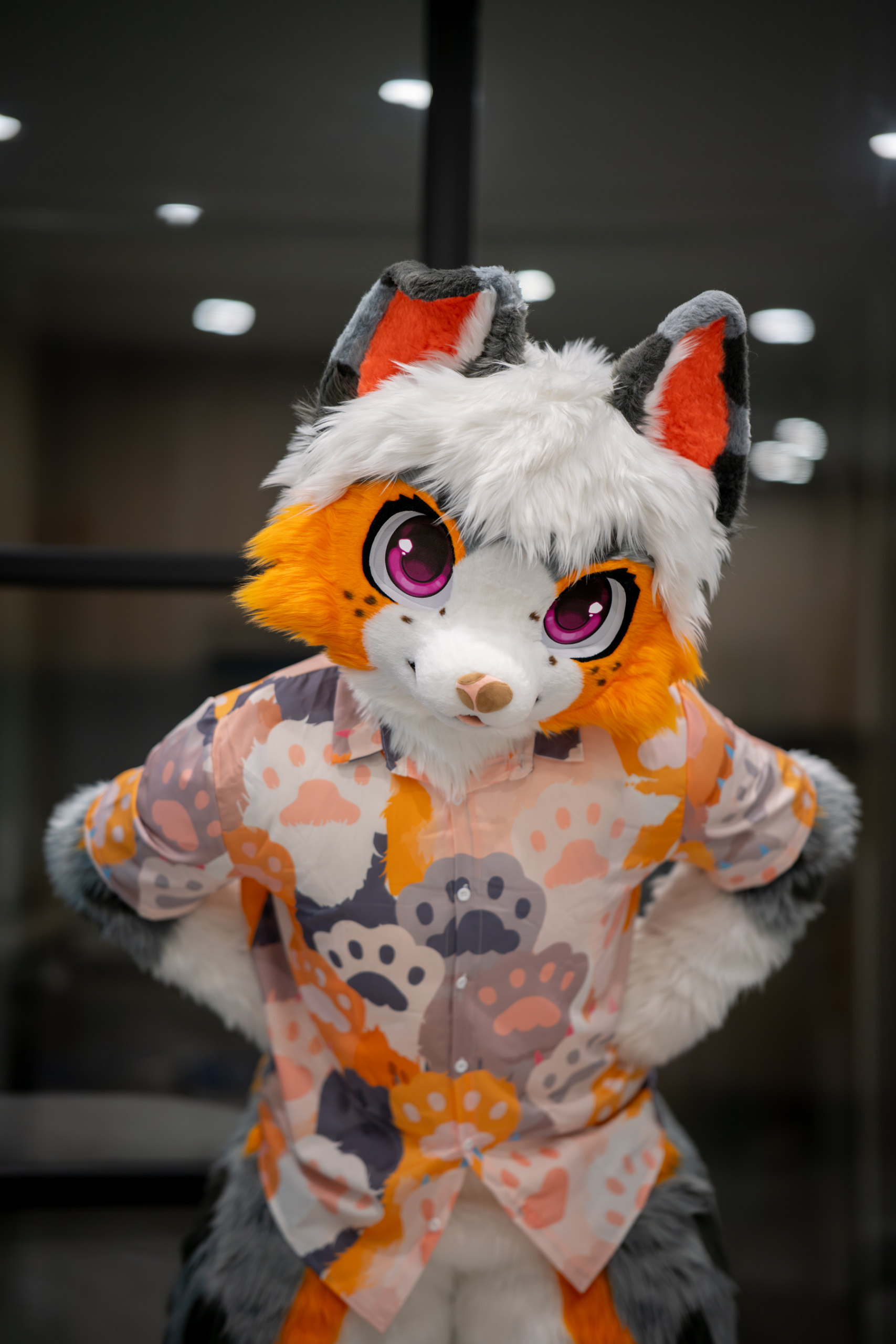 【Hifurry展前扩列】-Furry百科