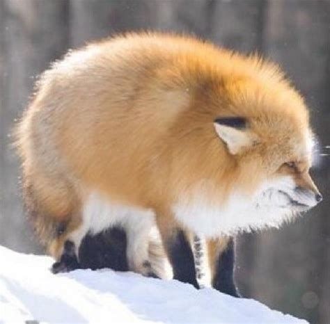 狐，不想上班-Furry百科