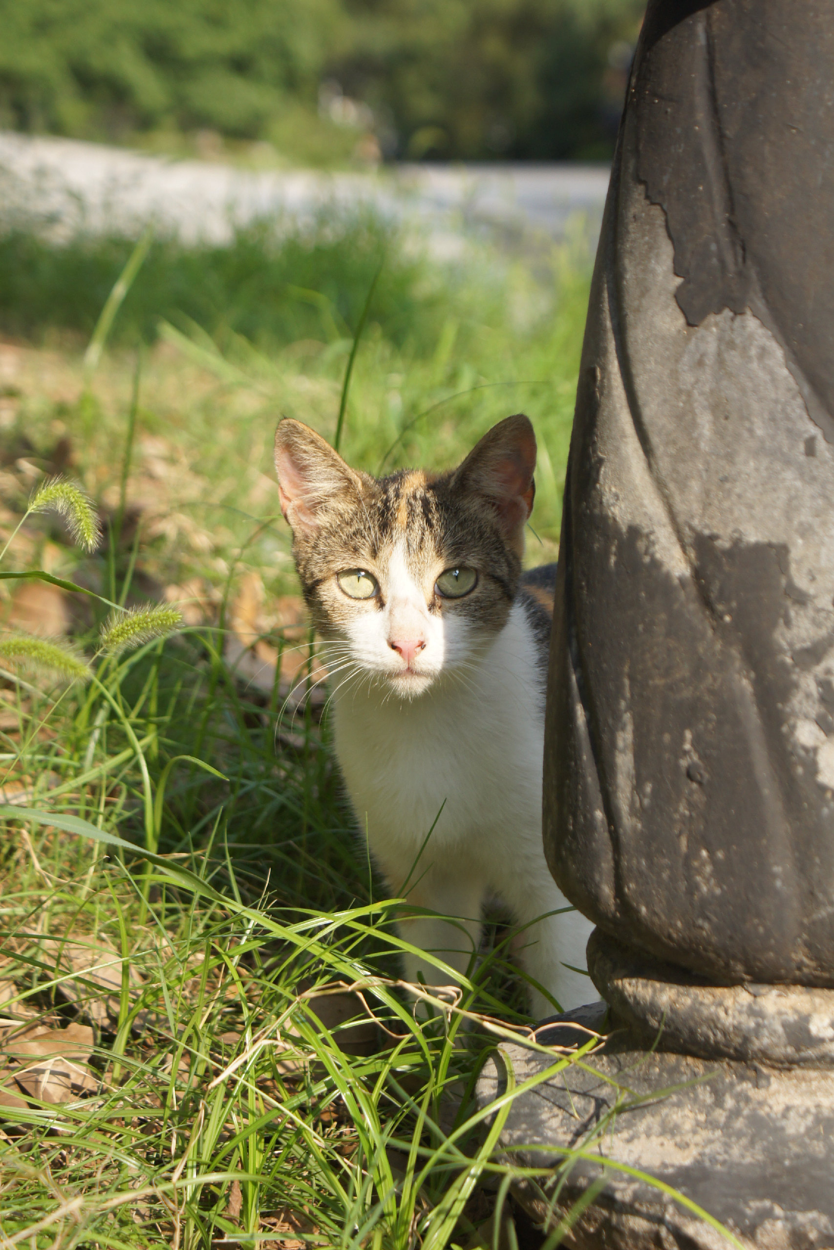 老家的猫咪🐱-Furry百科
