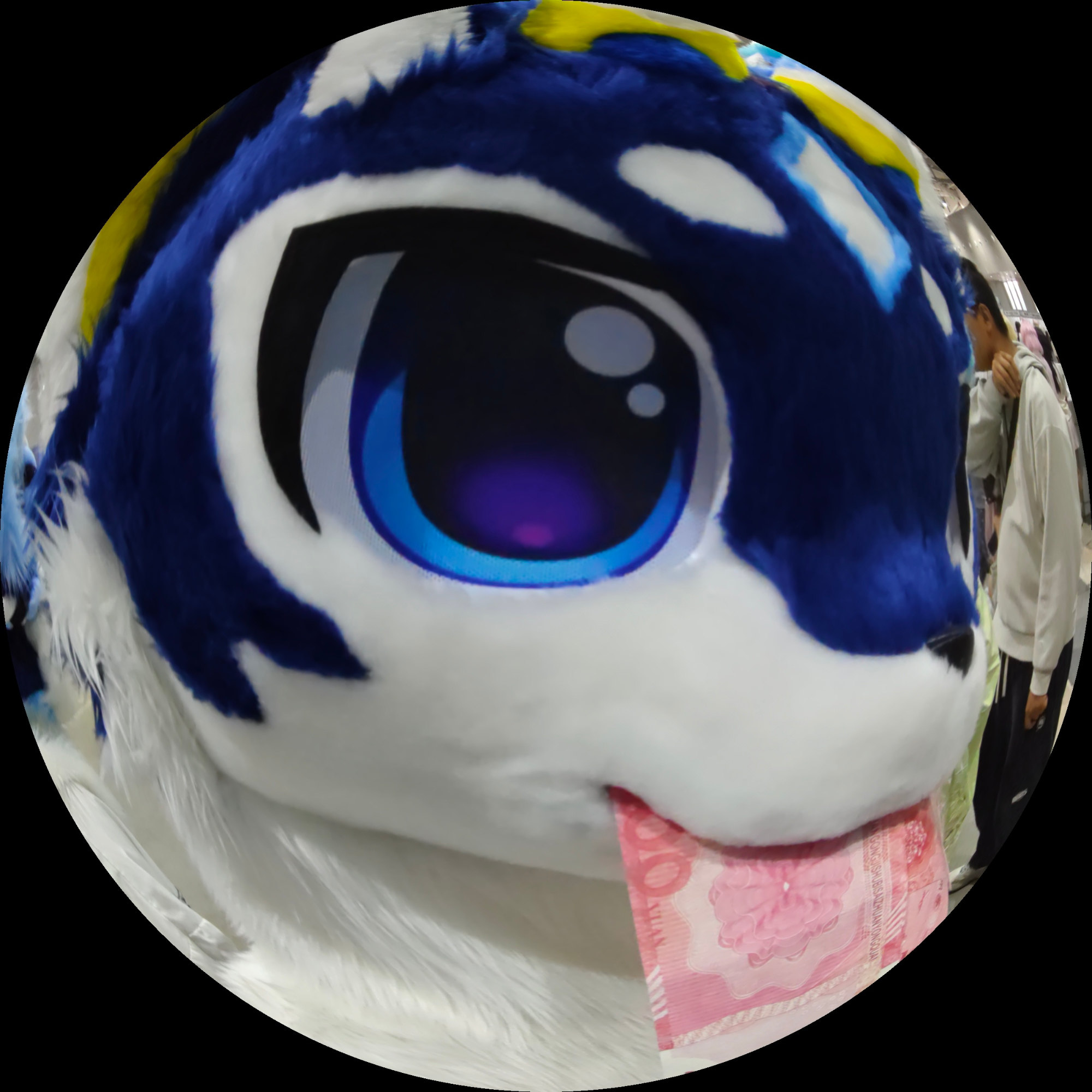 栀晓是只茶叶狼的头像-Furry百科