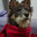 伊利亚的头像-Furry百科